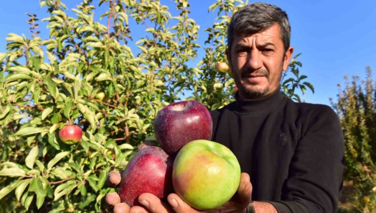 Ahlat elması yurt içi ve yurt dışı pazarında