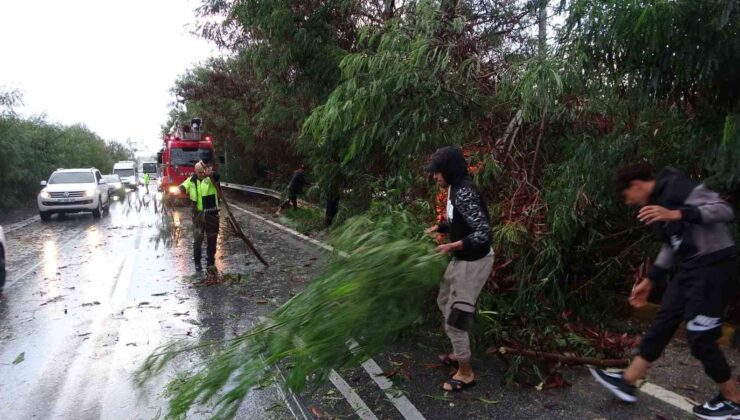 Antalya’da fırtına ağaçları devirdi, karayolunda trafik aksadı