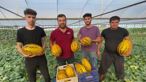 Antalya’da örtüaltı kavun hasadı üreticinin yüzünü güldürüyor