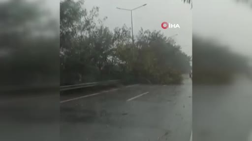 Antalya’da şiddetli rüzgar ağaçları devirdi, karayolunda trafik aksadı