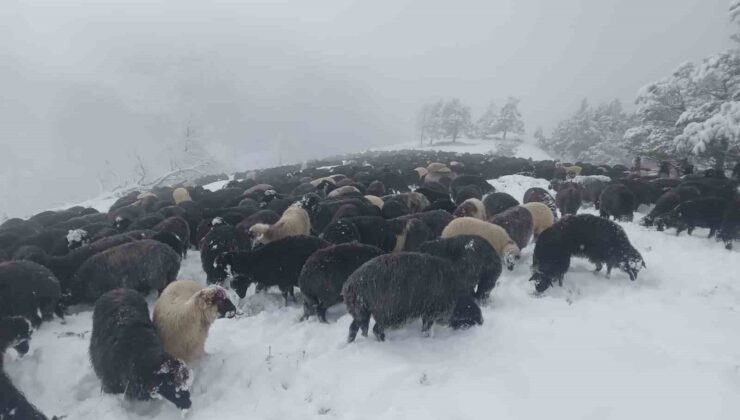 Artvin’de ani bastıran kar sürü sahiplerine zor anlar yaşattı