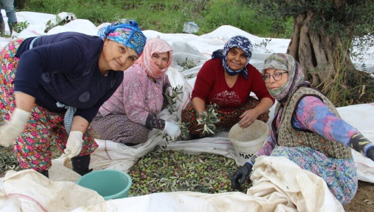 Aydın’da zeytin üreticisi zamanla yarışıyor