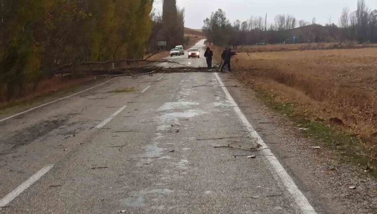 Boğazkale’de şiddetli rüzgar ağaçları devirdi