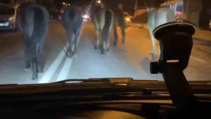 Bursa’da başıboş atlar trafiği zora soktu