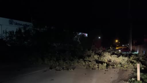 Bursa’da etkili olan lodos ağacı devirdi