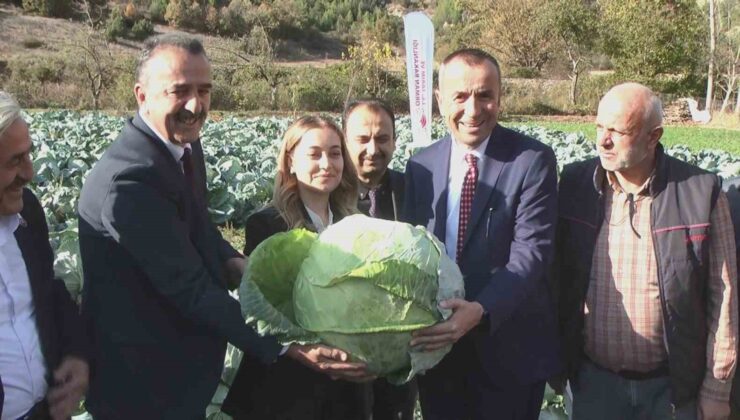 Coğrafi işaret yolundaki Eskipazar lahanası hasat edildi