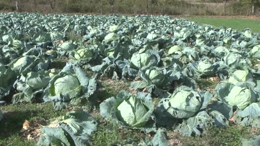 Coğrafi işaret yolundaki ’Eskipazar Lahanası’nda hasat zamanı