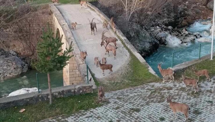 Dağ keçileri köprü üzerinde sürü halinde görüntülendi