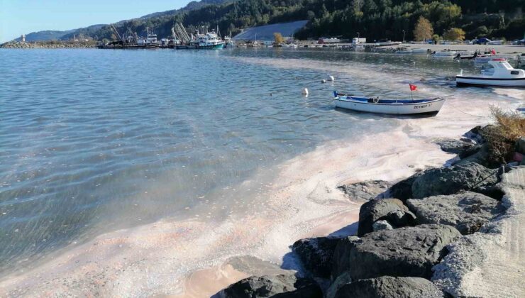 Deniz yüzeyi sarı tabakayla kaplandı, etrafı kötü koku sardı