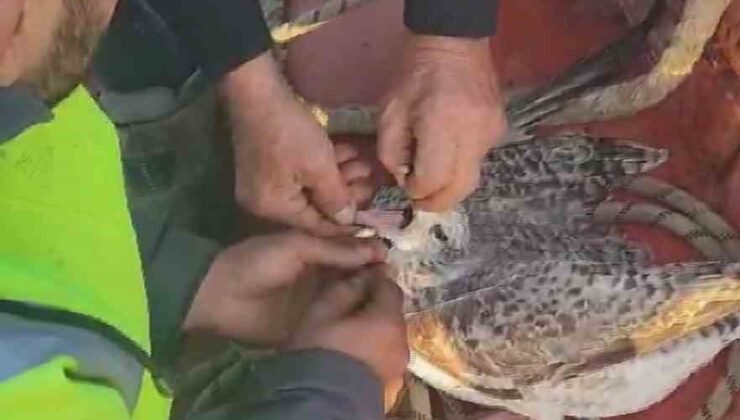 Denizin ortasında ölümü bekleyen martıyı ağdan balıkçılar kurtardı