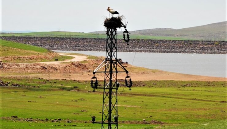 Dicle Elektrik’ten leylekler için Dicle Vadisi’nde yuva