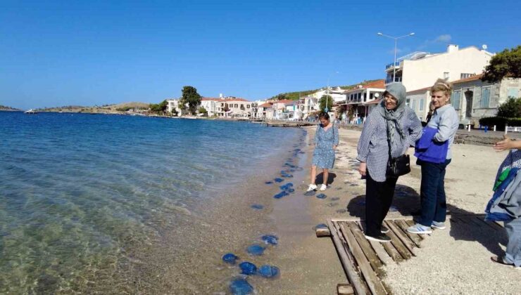 Foça plajlarında denizanası istilası: Yüzlercesi kıyıya vurdu