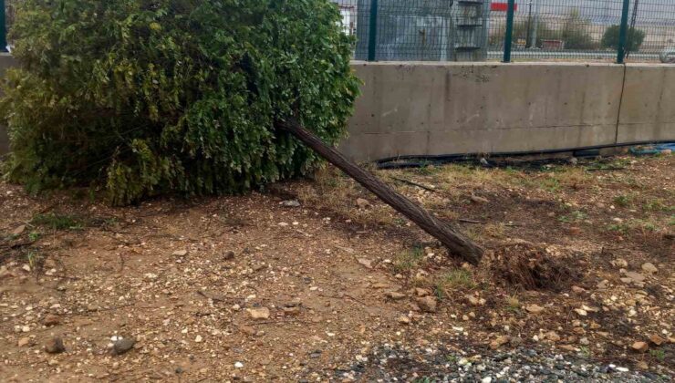 Gercüş’te fırtına ağaçları devirdi