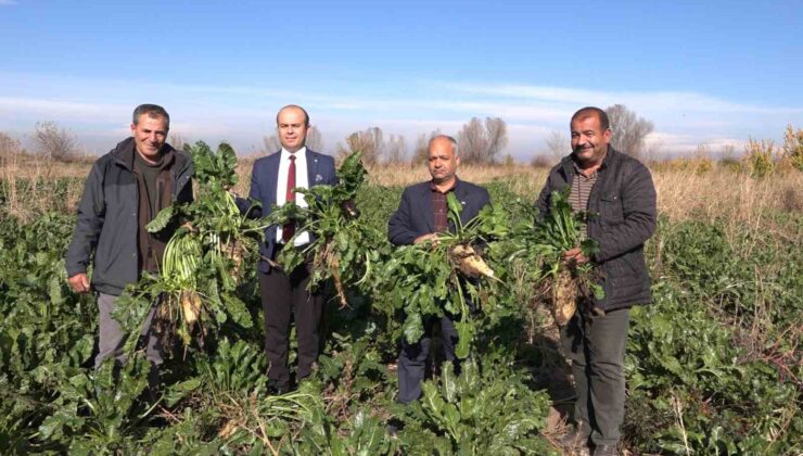 Iğdır’da şeker pancarı hasadı başladı