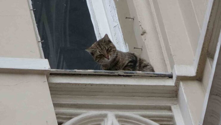 İstiklal Caddesi’nde film gibi kedi kurtarma operasyonu: Kediyi havada yakalamaya çalışırken tırmalandı