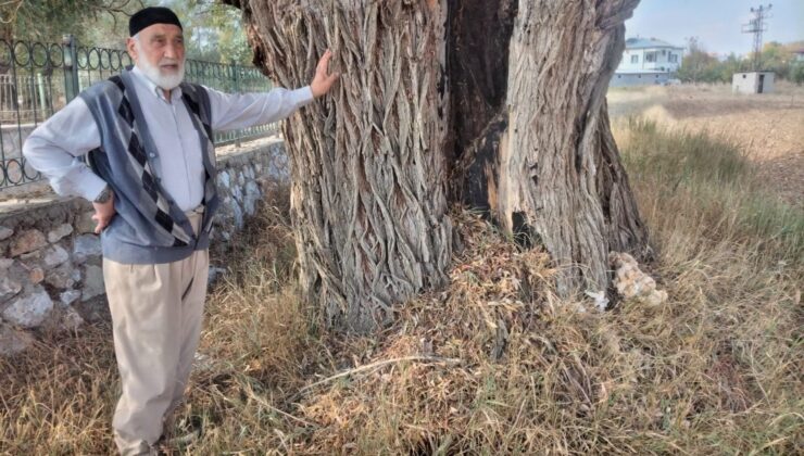 Kahramanmaraş’ta 250 yıllık söğüt ağacı dimdik ayakta