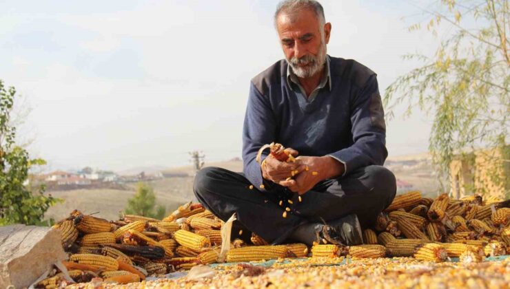 Kahramanmaraş’ta mısır hasadı sona erdi