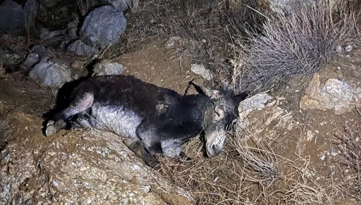 Kayalıklardan düşen yaralı eşeği AFAD ekipleri kurtardı