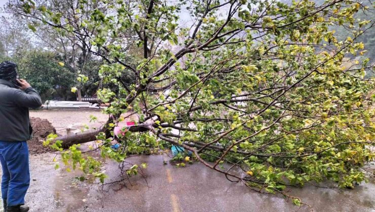 Kemer’de fırtına ağaçları devirdi ağaçlar zarar gördü, totemler fırtınaya dayanamadı