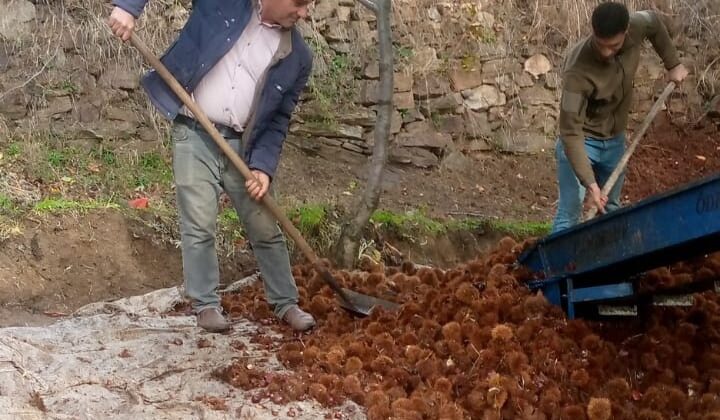 Kestanede bu yıl verim az kalite yüksek