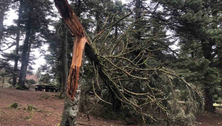 Lodos doğa harikası Gölcük Tabiat Parkı’nı yıktı geçti