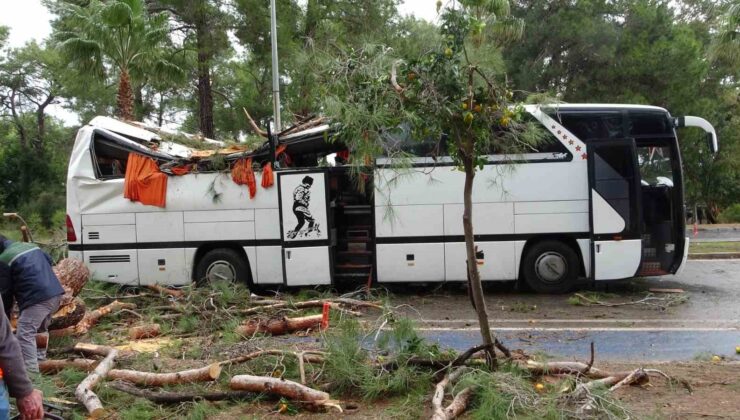 Manavgat’ta hortum asırlık çam ağaçlarını yerle bir etti