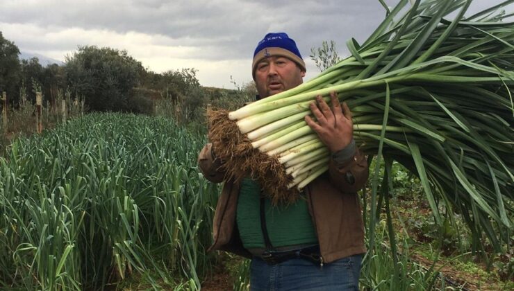 Manisalı üretici 35 yıl sonra ata tohumlarıyla sebze yetiştirmeye başladı