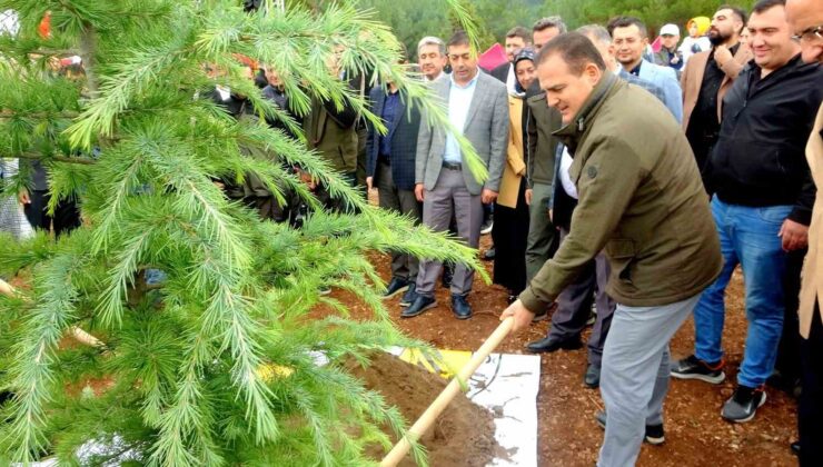 Muğla’da 79 noktada 62 bin 236 fidan dikimi gerçekleştirildi