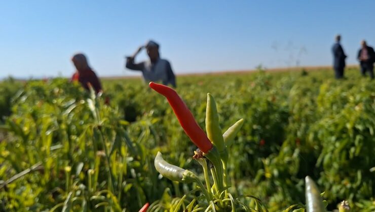 Şanlıurfa’da ilk kez ekilen ürün çiftçinin yüzünü güldürdü