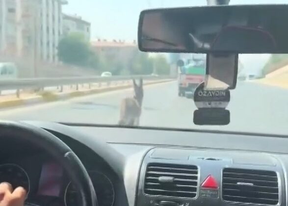 Şanlıurfa’da inatçı eşek trafiği birbirine kattı