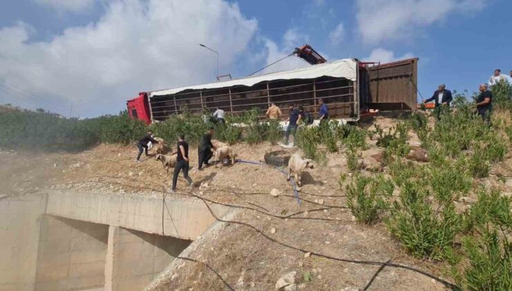 Şanlıurfa’da koyun yüklü tır devrildi: 80 koyun telef oldu