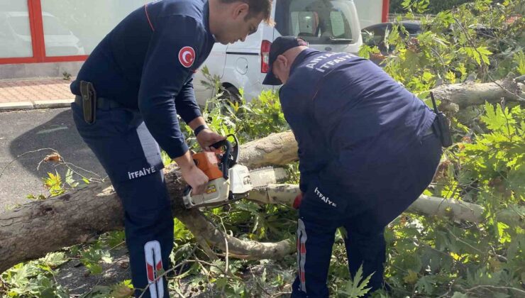 Şiddetli rüzgara dayanamayan çınar ağacı yola devrildi