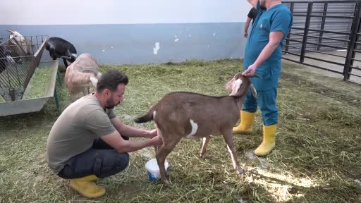 Siirt’te et ve süt verimi yüksek keçi ırkları melezlenecek