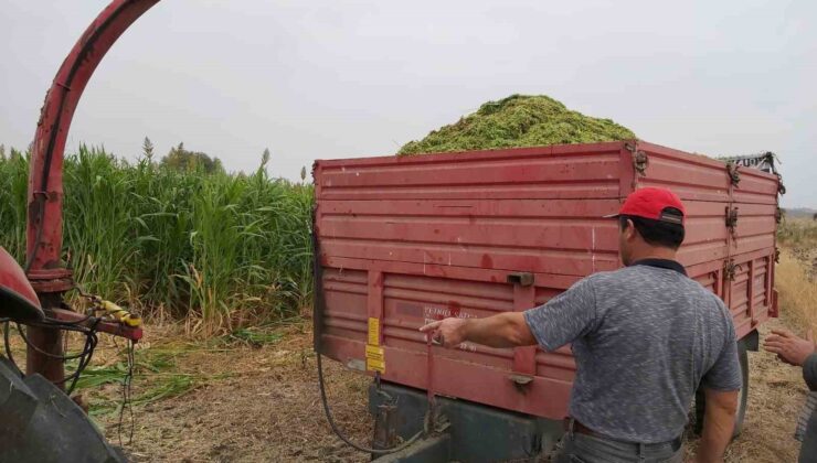 Silajda hasat zamanı: 4 bin 500 dekar alanda Silajlık Sorgum Projesi