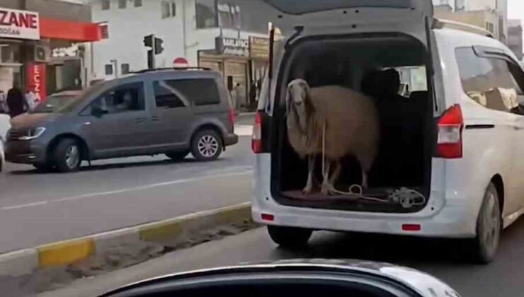 Şırnak’ta koyunu bagajda taşıdılar