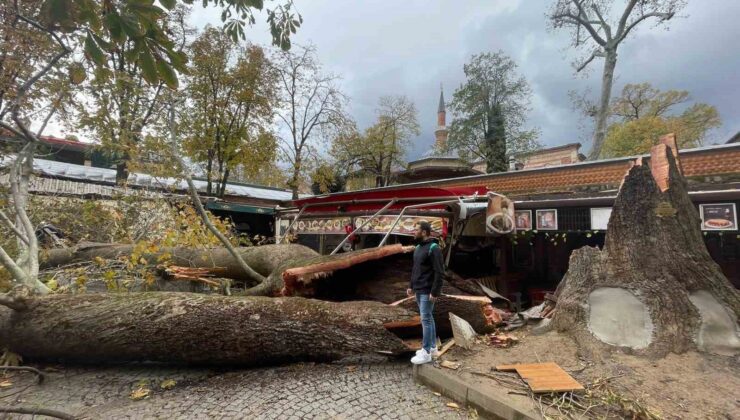 Tarihi Kozahan’da 250 yaşındaki tarihi çınar fırtınaya dayanamadı