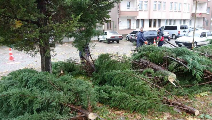 Tavşanlı’da rüzgar ağaç devirdi