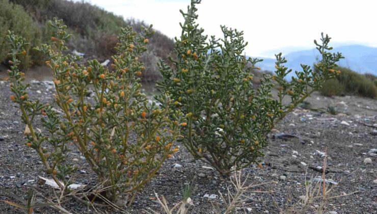 Türkiye’nin en uzun kumsalında 200 tür bitki yetişiyor