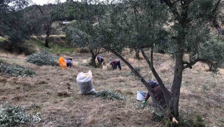 Üzüm hasadını bitiren üreticiler zeytin hasadına başladı