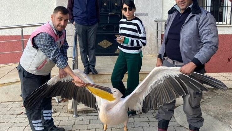 Yaralı halde bulunan pelikan koruma altına alındı