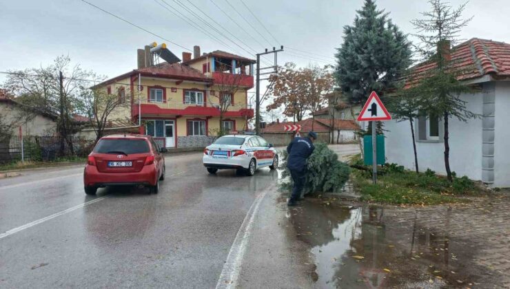 Yola devrilen ağacı jandarma ekipleri kaldırdı