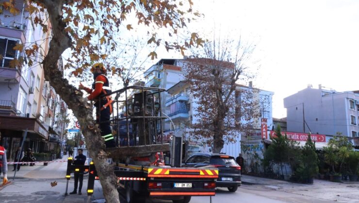 Budama Çalışması Gerçekleştirildi